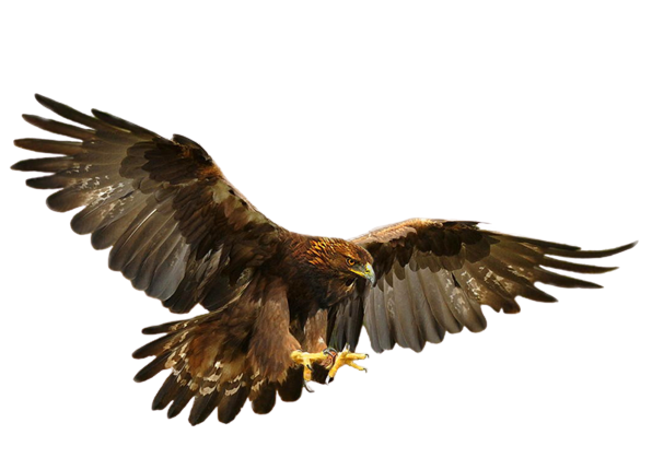 an eagle at an angle on the right-hand corner of the 'menu' button